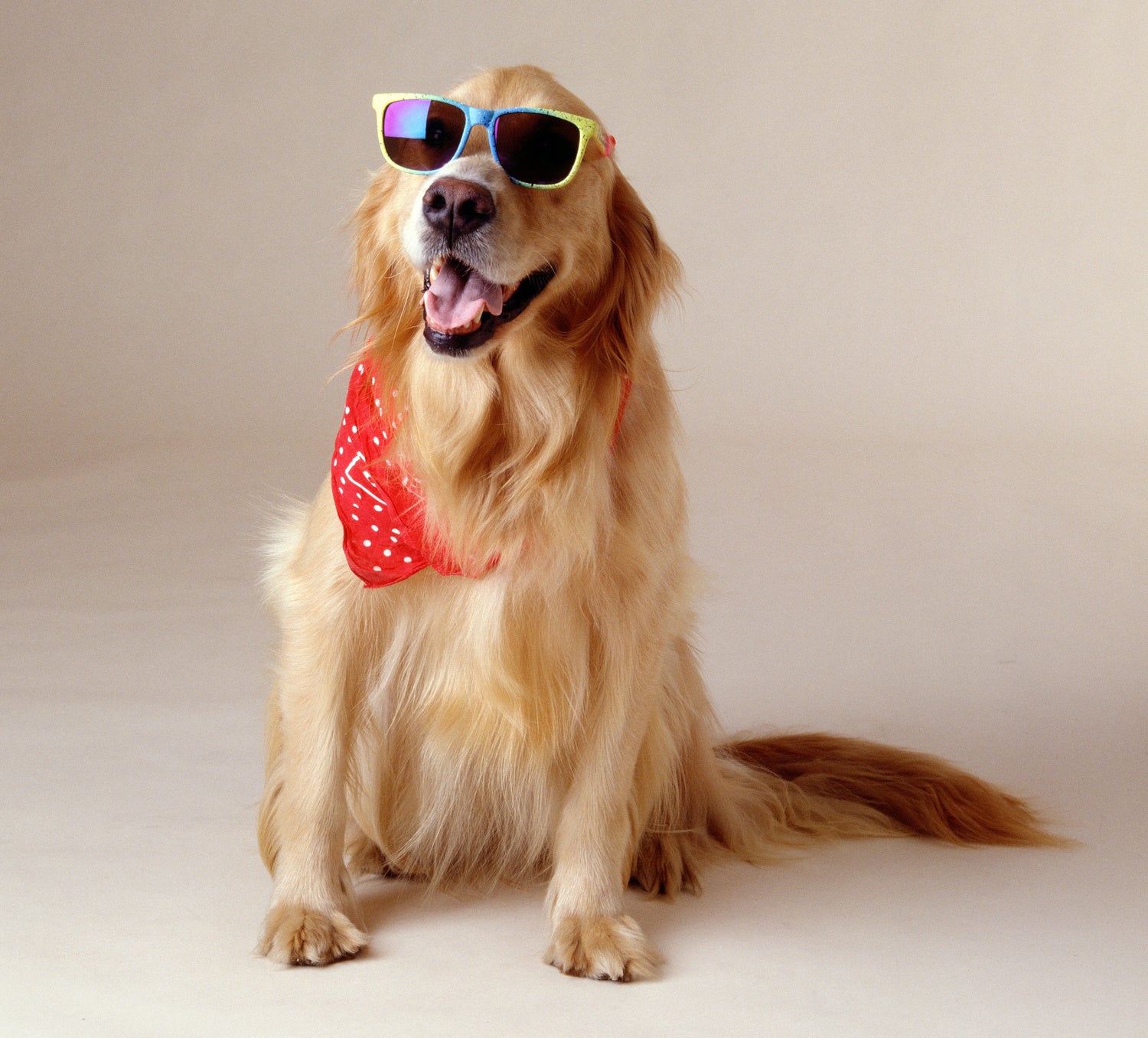 Pet Essentials