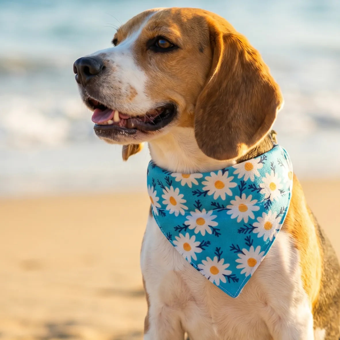 Dog & Cat Bandana with Collar, Adjustable Pet Scarf | Blue Daisy