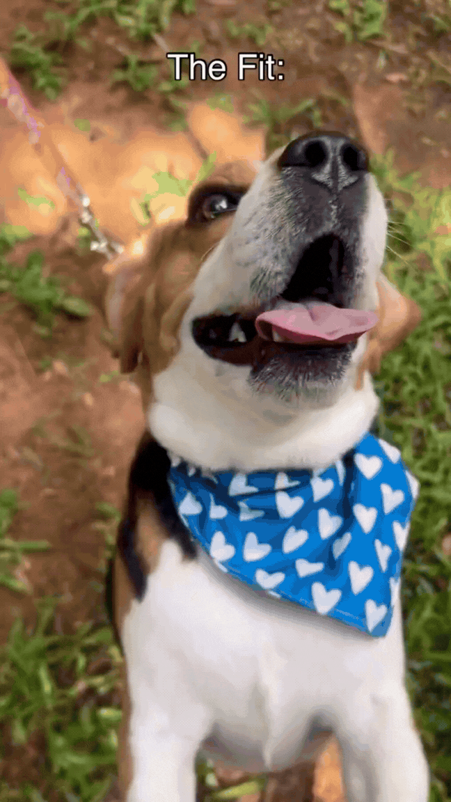 Dog & Cat Bandana with Collar, Adjustable Pet Scarf | Blue Hearts