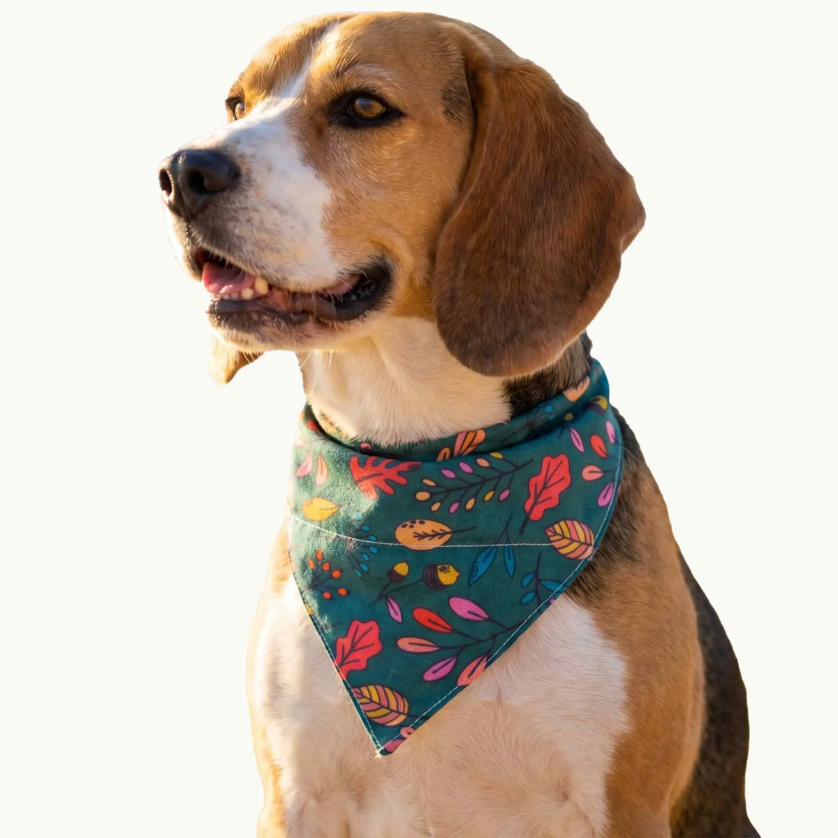 Dog & Cat Bandana with Collar, Adjustable Pet Scarf | Jungle