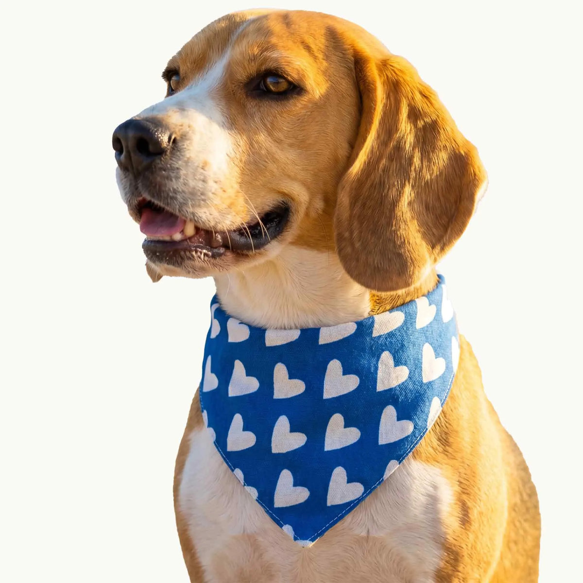 Dog & Cat Bandana with Collar, Adjustable Pet Scarf | Blue Hearts