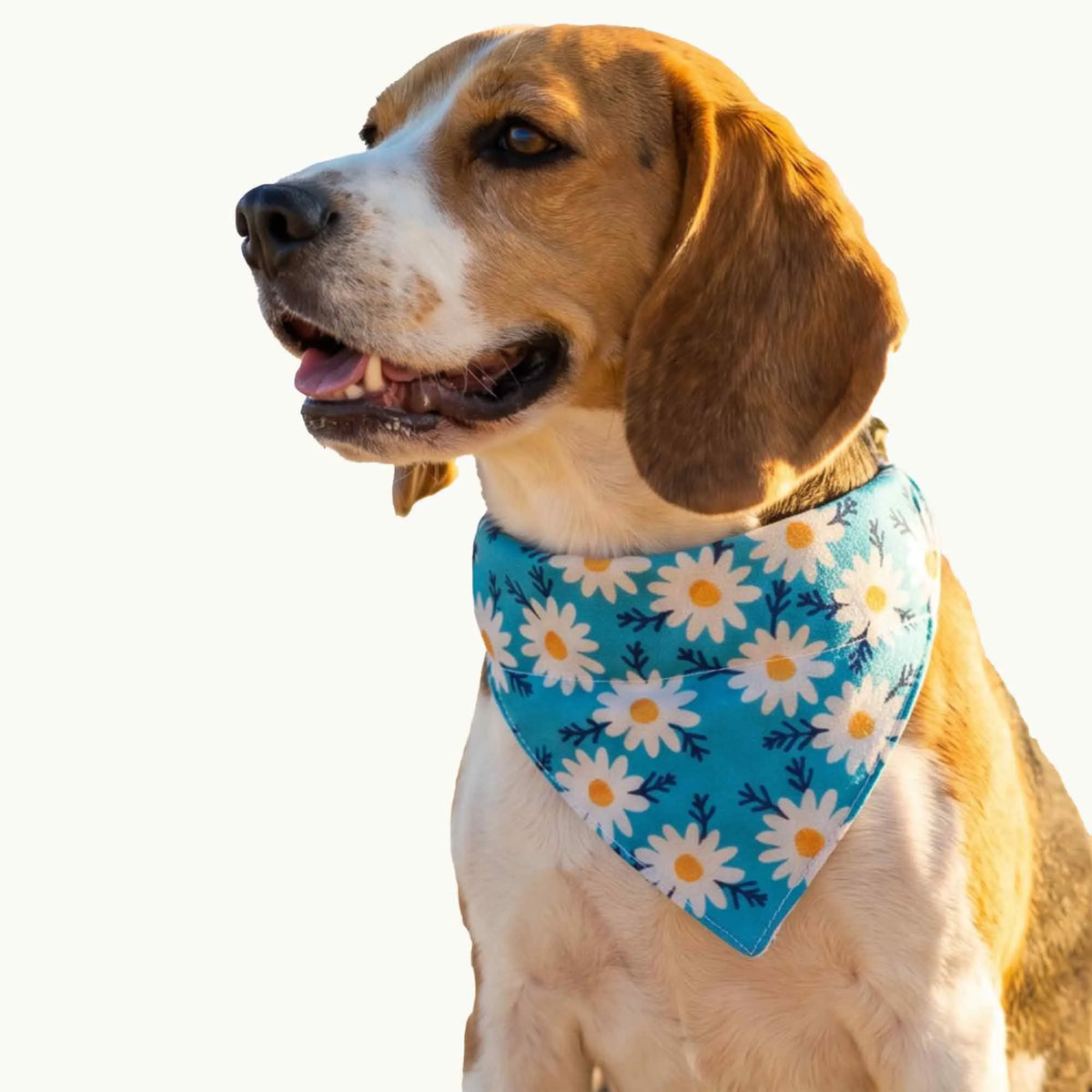 Dog & Cat Bandana with Collar, Adjustable Pet Scarf | Blue Daisy